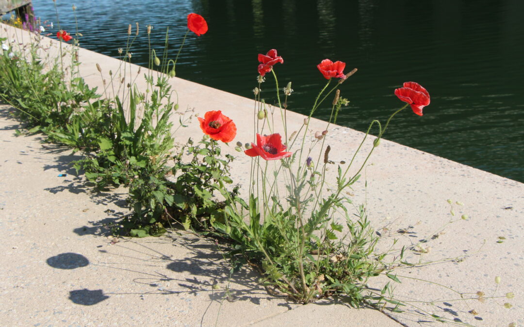 Berges du canal Saint-Denis