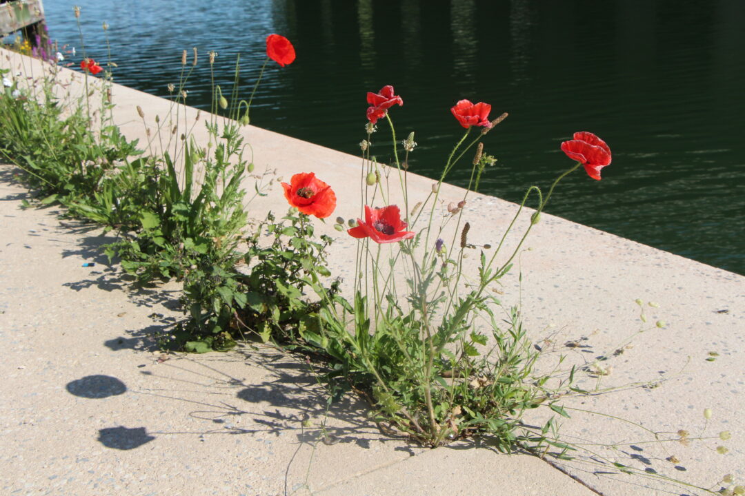 Berges du canal Saint-Denis